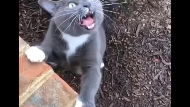 Funniest Cats Best video Don't try to hold back Laughter Funny moments Cats Life