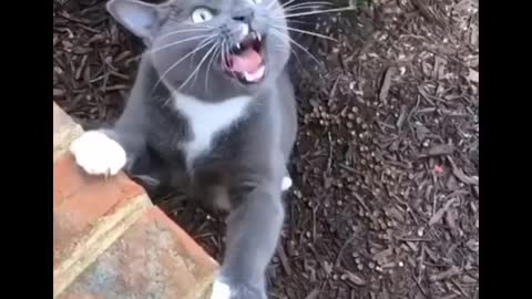 Funniest Cats Best video Don't try to hold back Laughter Funny moments Cats Life