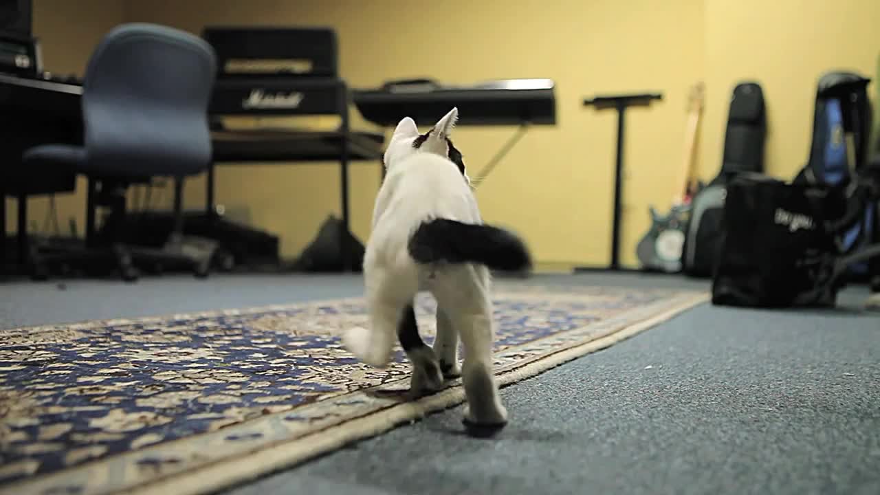 My cat is feisty who loves to play and play the piano