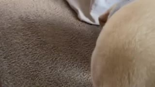 GOOD JOB BUDDY! - LABRADOR RETRIEVER - BUDDY #4 VIDEO!