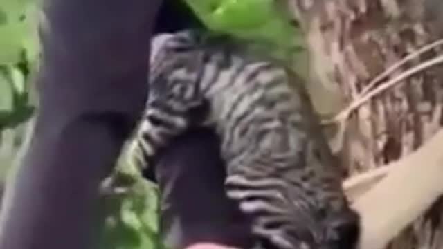 funny animals videos
