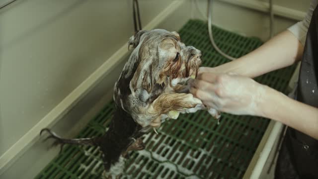 Who likes to shower? this little dog doesn't look like it!