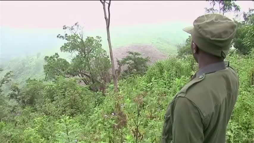 The Last Silverback Mountain Gorillas