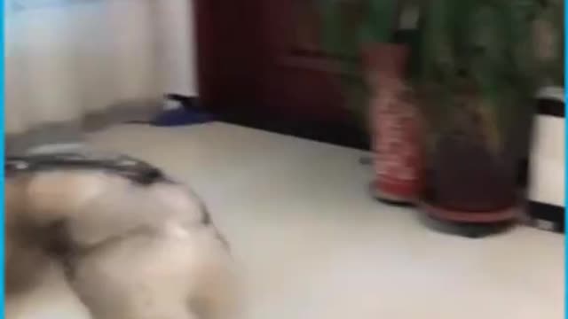 Jealous Husky discovers that he is not the favorite child. haha ha