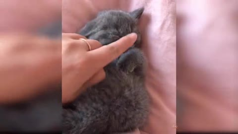 Baby Cats - Cute and Funny Cat Videos Compilation #9 #Shorts