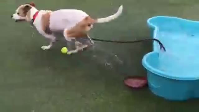 try not to laugh at this cute dog playing with water