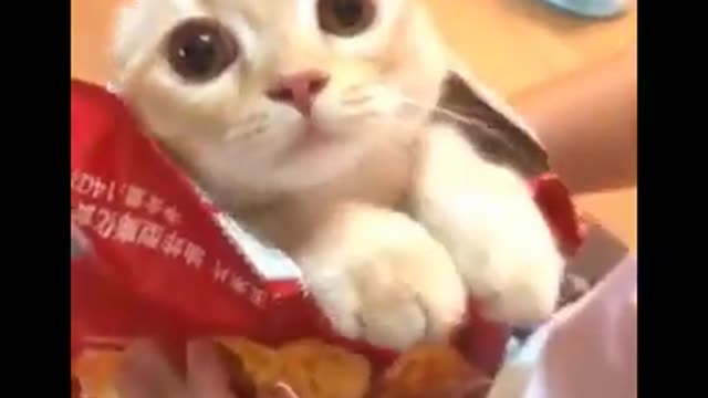 Cute cat in a snack packet 😂