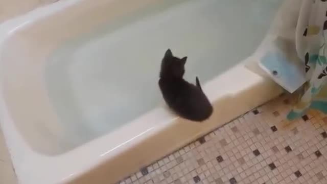 Kitty jumps in bath tub 😂😂