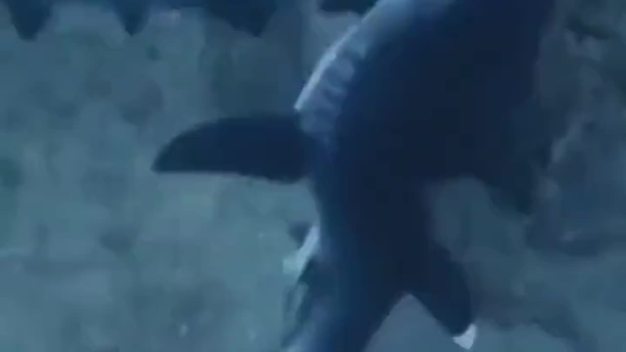 Sharks Mating