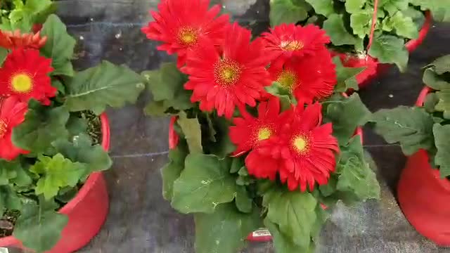 PRETTY FLOWERS IN WALMART FLORIDA