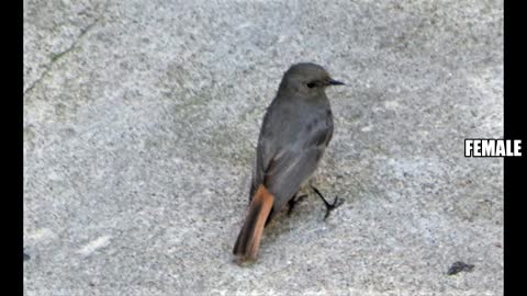 Birds that are found in Berlin, Germany