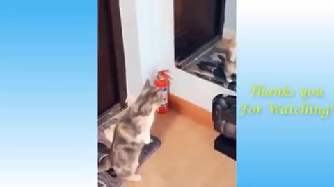 Top Funny Cat Videos of The Weekly - TRY NOT TO LAUGH #17 | Pets Garden