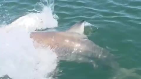 Shark King Of The Ocean viral