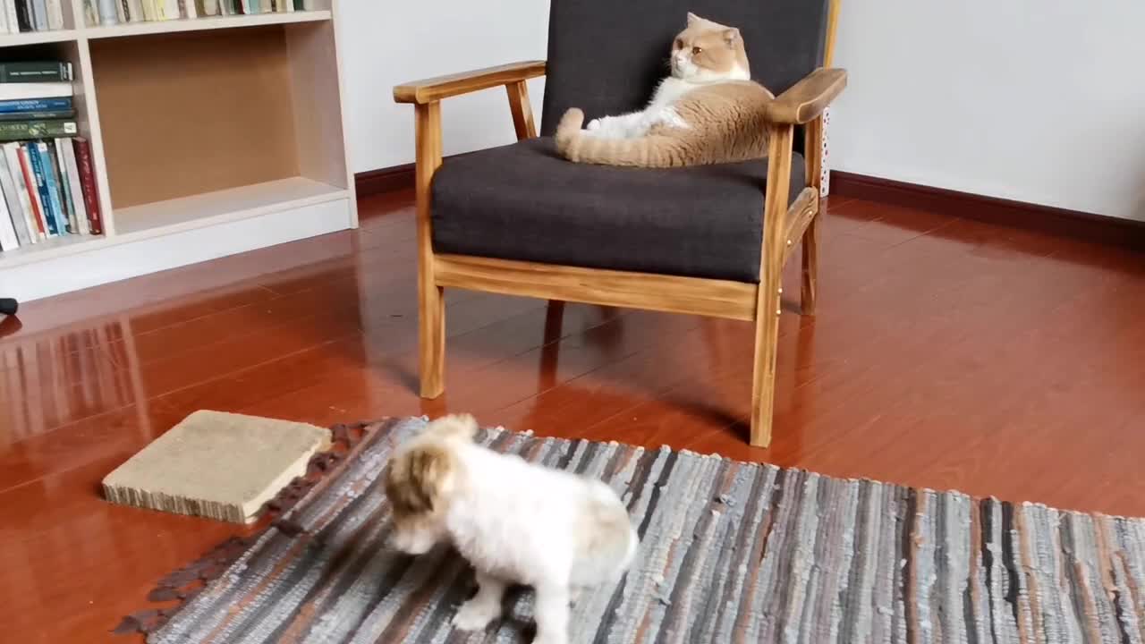 Cute cat doesn't wanna befriend a cute puppy!