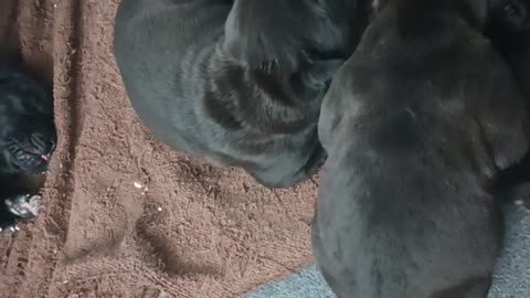 Warhammer's Hemi Cuda xWarhammer's Warlock pups