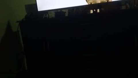 My dog is watching dog tv