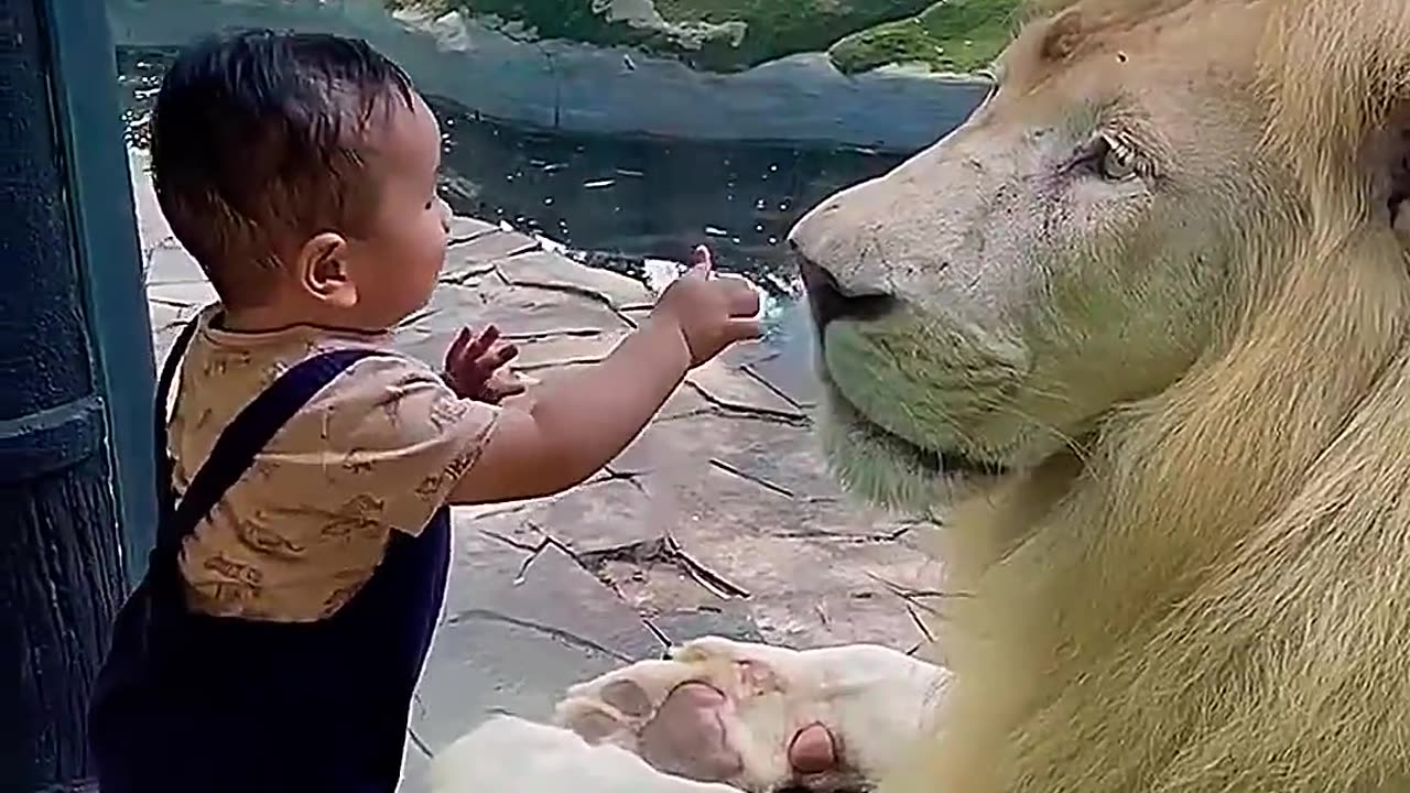 BABY PLAYING WITH A LION 😱😭🔥