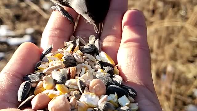 The Bird eating nuts.