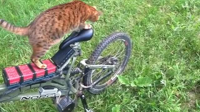 Кот гуляет с хозяином