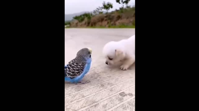 Cute puppy vs parrot