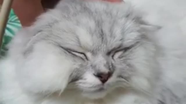 A cat who likes to be touched