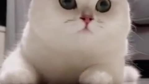 Cat smile so cute