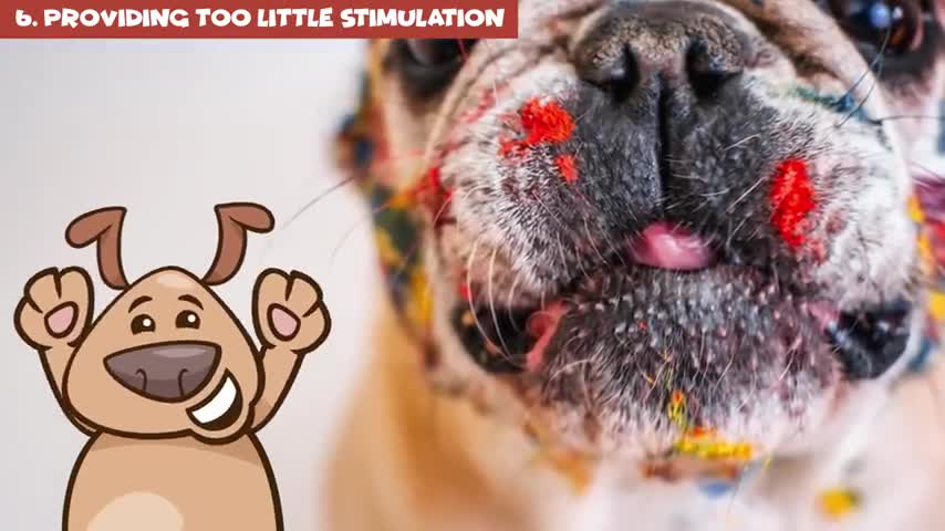 Harmful Things You Do To Your Dog Without Knowing It
