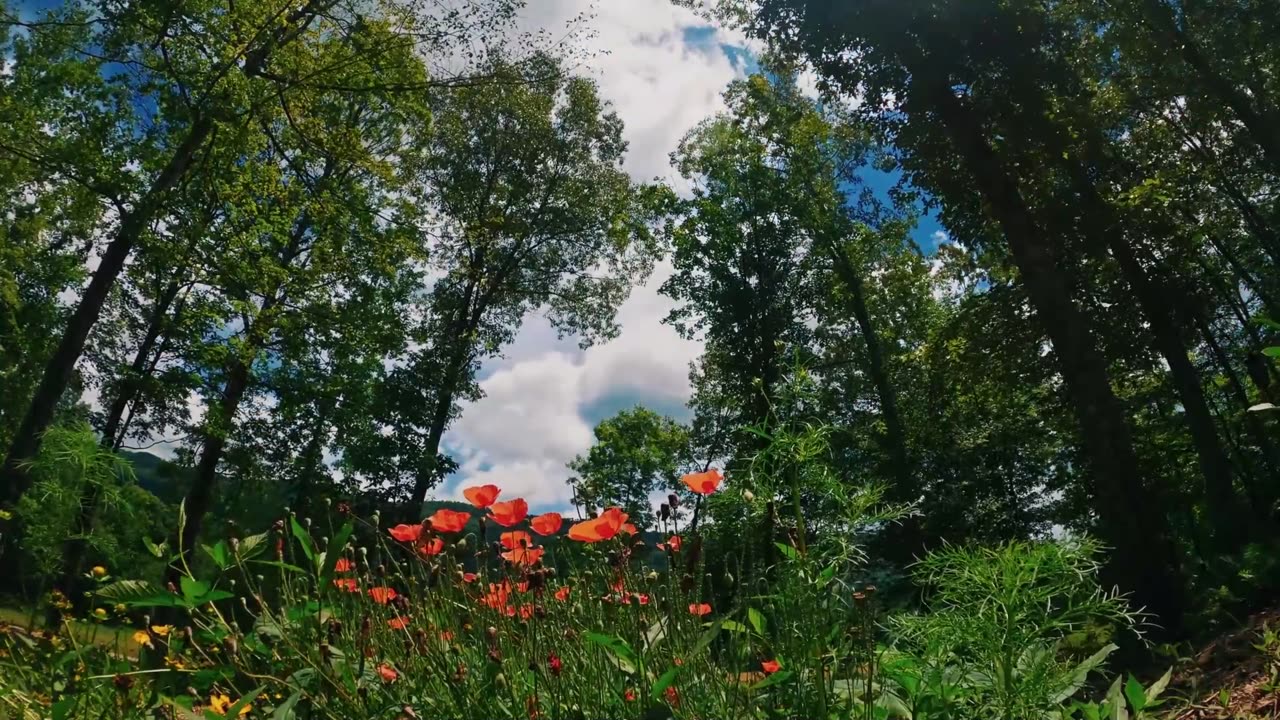 Three Minutes @ Flowers in the Breeze