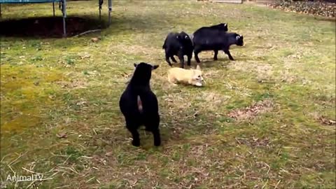 Cute Corgis Playing with Goat | HD