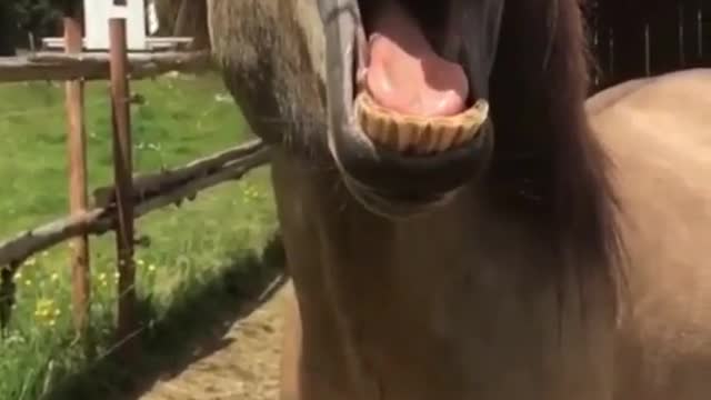 funny horse singing #singer