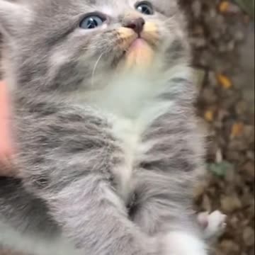 Unhappy 🙁 kitten,