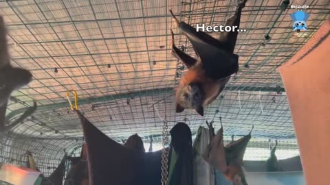 Juvenile flying-fox in care day 5 this is Arabesque getting an xray.