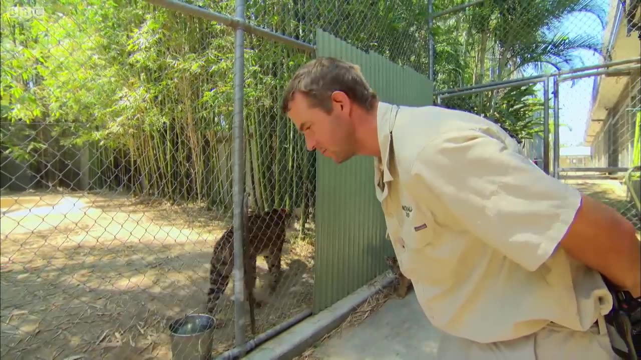 Cubs Meet Adult Tiger for the First Time _ Tigers About The House