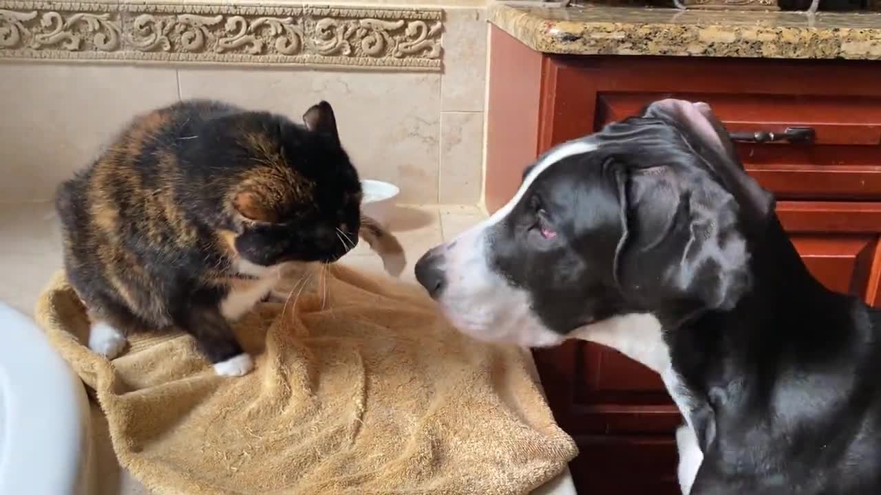 Great Dane puppy loves playing with kitty best friend