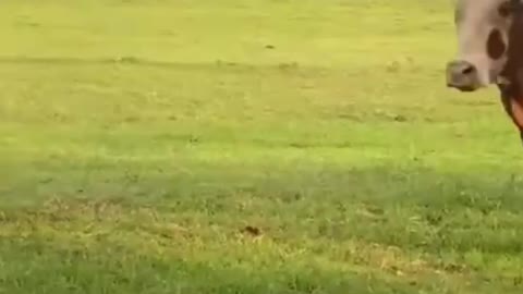 Cattle running on stairs