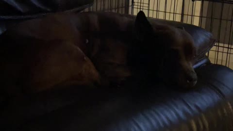 Pitbull dreaming