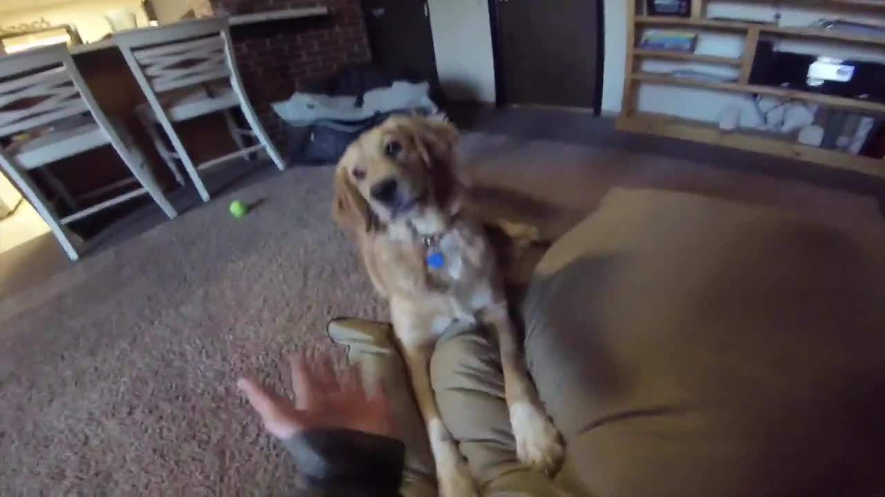 Cachorro tiene la mejor reacción al recibir su nueva cama