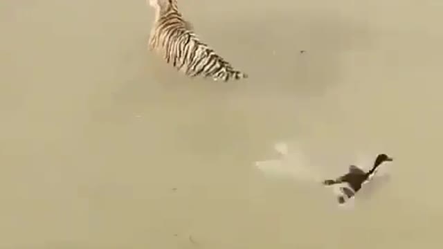 Clever duck tricks tiger