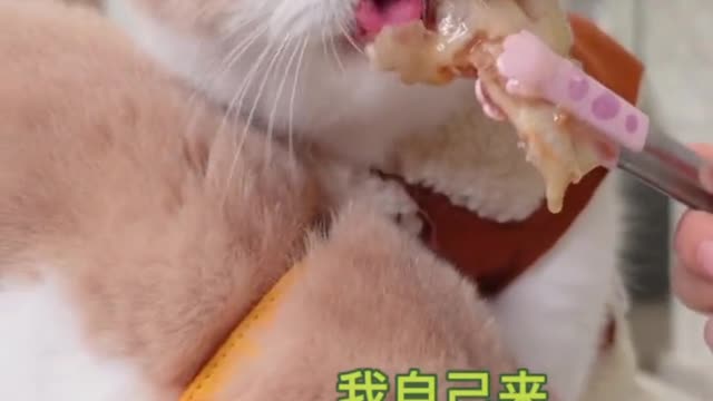 the cat is hungry