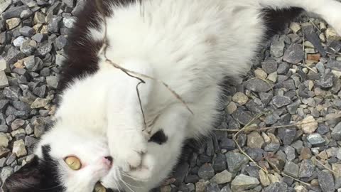 Playing with a street cat