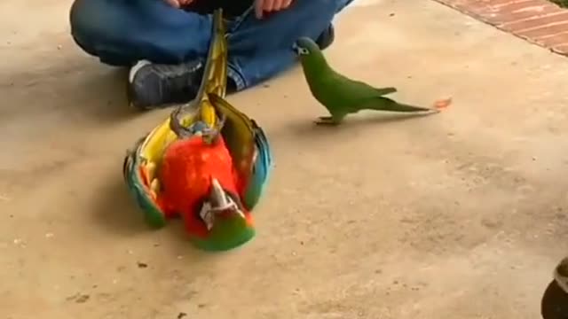 Funny parrot