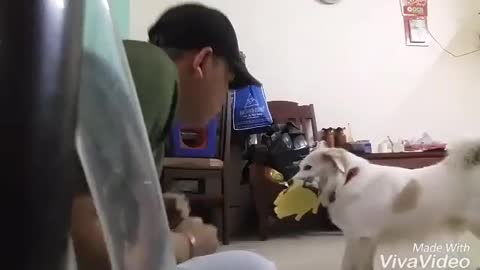 boxing practice with punching dog