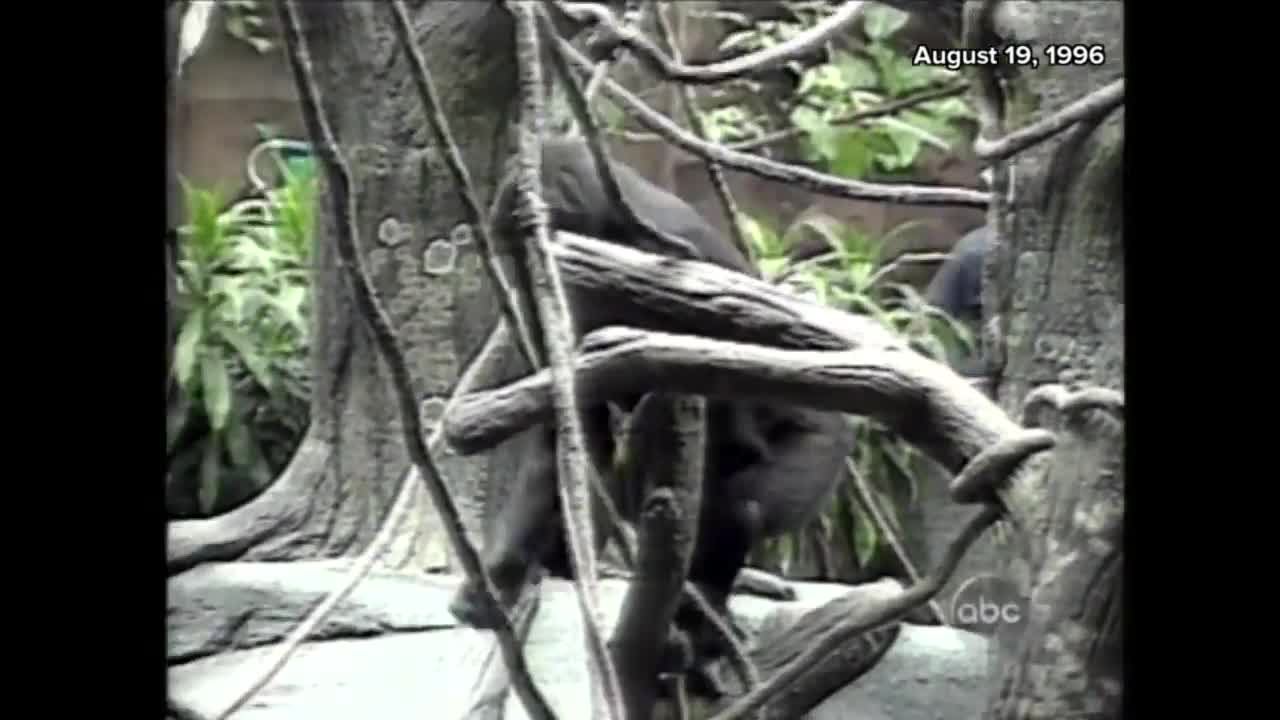 Gorilla Carries 3-Year-Old Boy to Safety in 1996 Incident