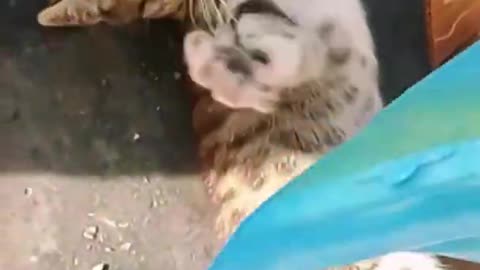 Cute cat