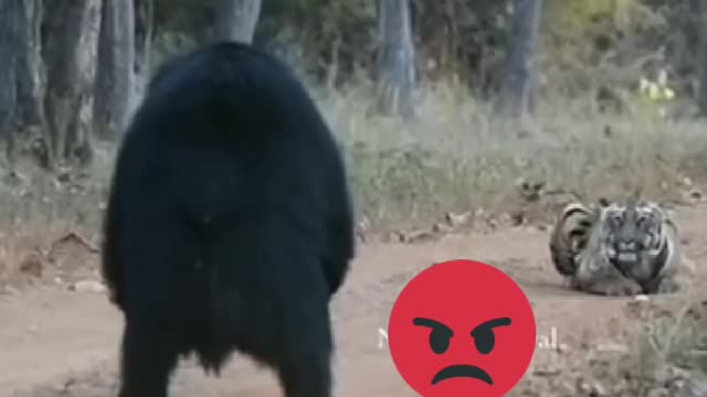 Tiger afraid of with big bear