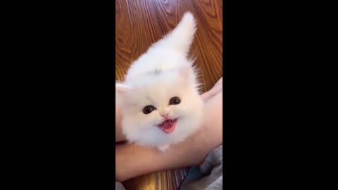 Baby Cats!😍 | Cute and Funny |