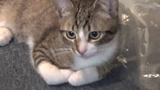 Little Cat Loves Sleeping on a Plastic Bag