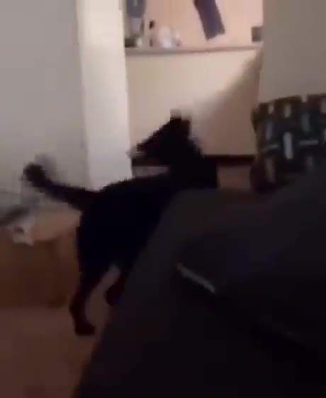 The dog who doesn't understand where his master is