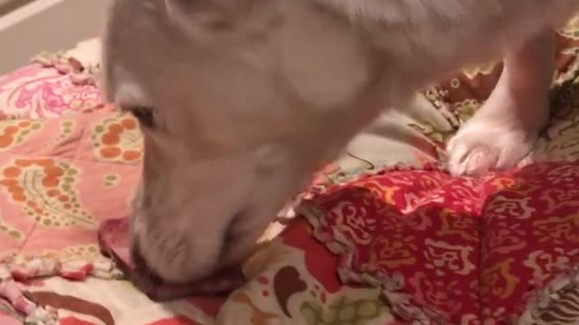 Dog attempts to bury bone on bed