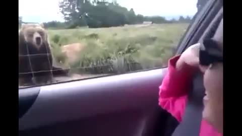 Bear Waves Back Bye Bye In The Most Human Way! Must Watch 😅